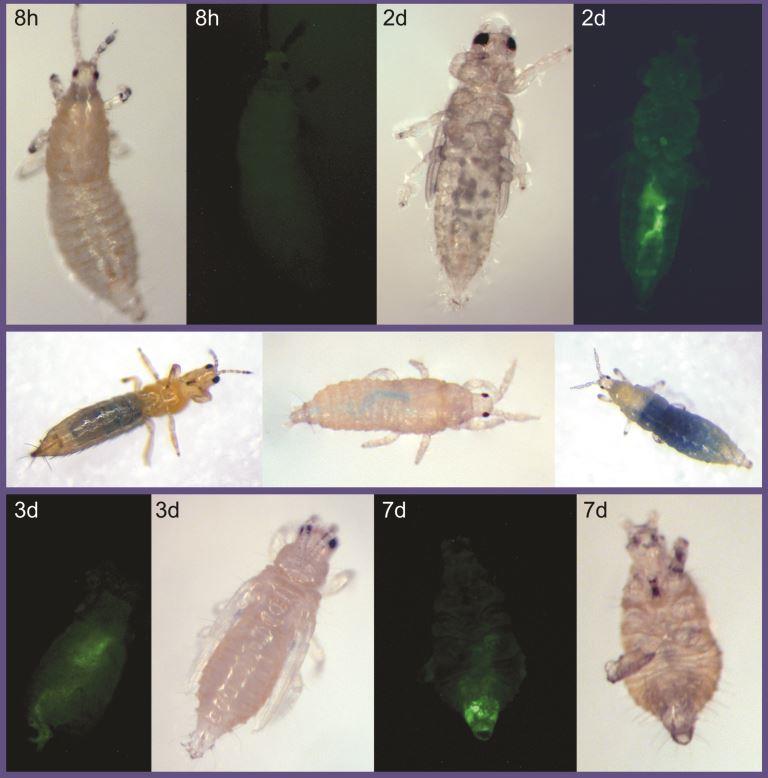 W flower thrips